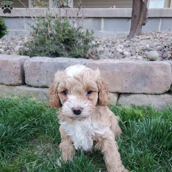 Cutie, Cockapoo Puppy