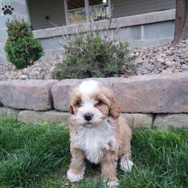 Violet, Cockapoo Puppy