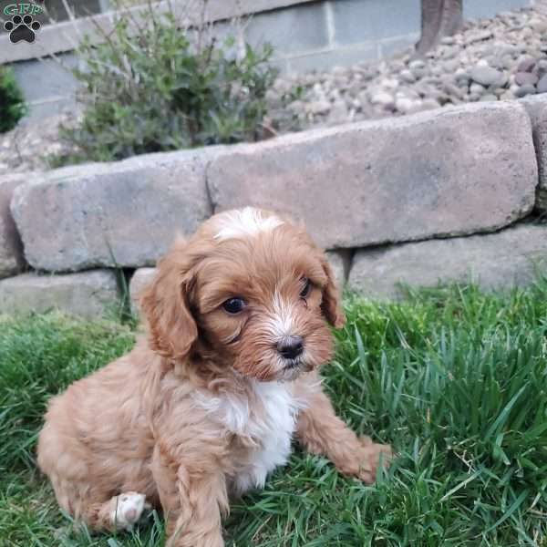Dakota, Cockapoo Puppy