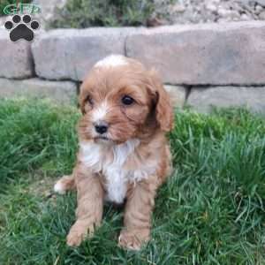 Dakota, Cockapoo Puppy