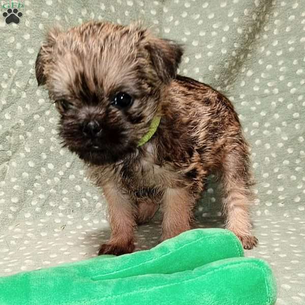 Liam, Brussels Griffon Puppy