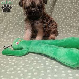 Liam, Brussels Griffon Puppy