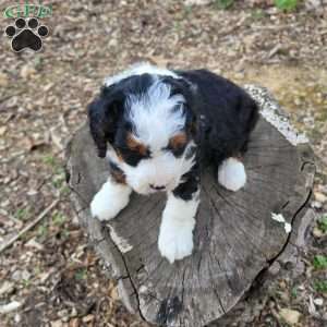 Ellie, Mini Bernedoodle Puppy