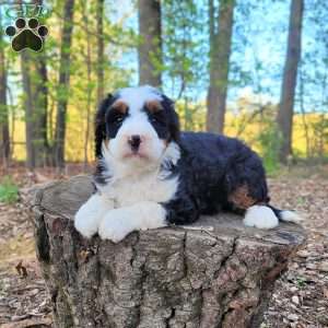 Ellie, Mini Bernedoodle Puppy
