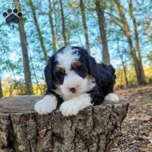 Ellie, Mini Bernedoodle Puppy