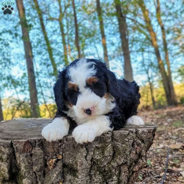 Ellie, Mini Bernedoodle Puppy