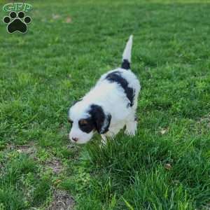 Emmy, Mini Bernedoodle Puppy