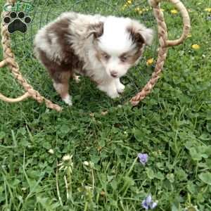 Kia, Toy Australian Shepherd Mix Puppy