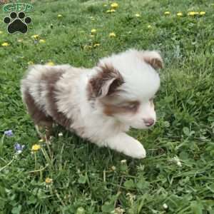 Kia, Toy Australian Shepherd Mix Puppy
