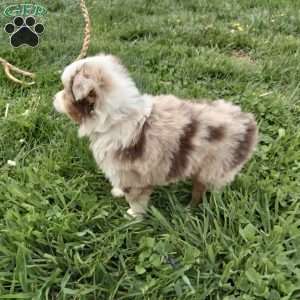 Kia, Toy Australian Shepherd Mix Puppy