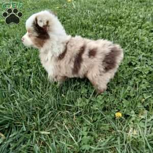 Kia, Toy Australian Shepherd Mix Puppy