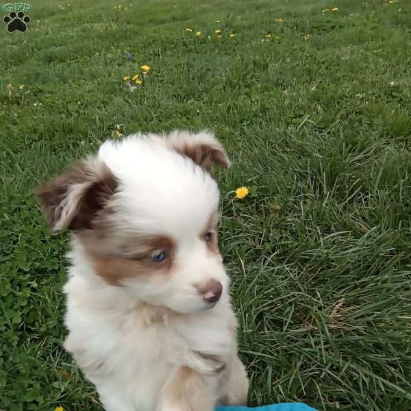 Kia, Toy Australian Shepherd Mix Puppy