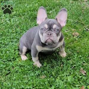Big Mama, French Bulldog Puppy