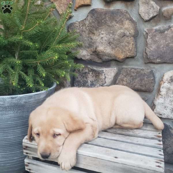 Rover, Yellow Labrador Retriever Puppy