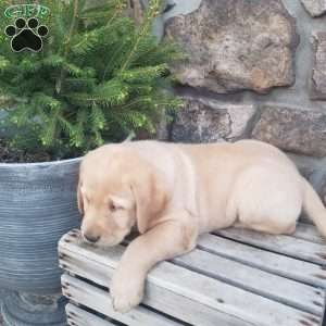 Rover, Yellow Labrador Retriever Puppy