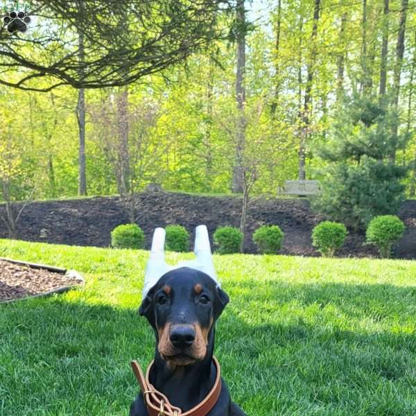 Stetson, Doberman Pinscher Puppy