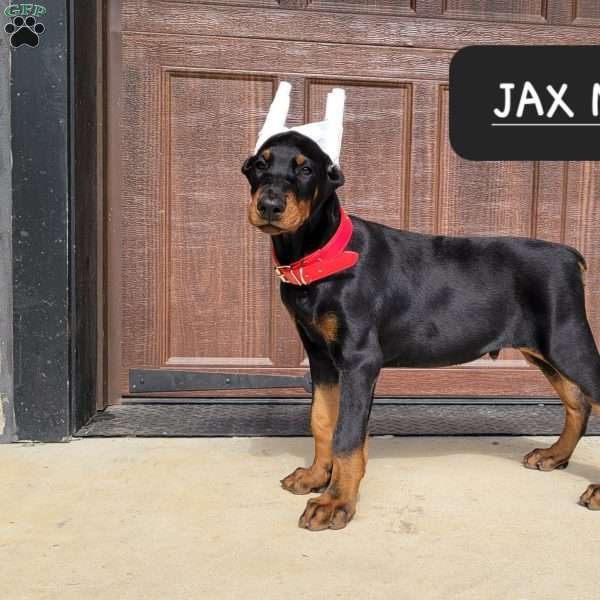 Jax, Doberman Pinscher Puppy