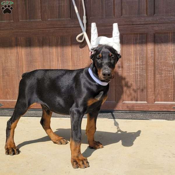 Zade, Doberman Pinscher Puppy