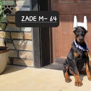 Zade, Doberman Pinscher Puppy
