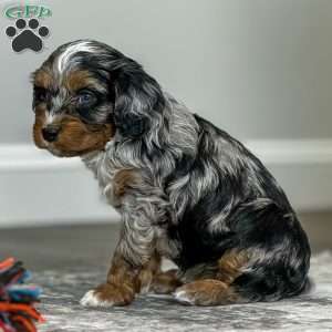 Ava, Cavapoo Puppy