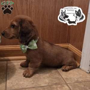 Mavis, Dachshund Puppy