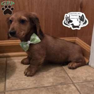 Mavis, Dachshund Puppy