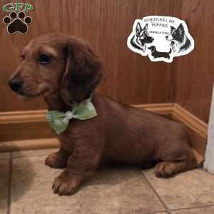 Mavis, Dachshund Puppy