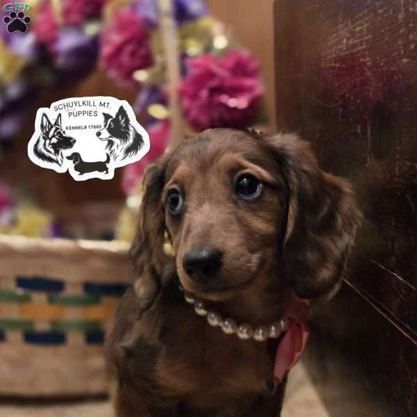 Maggie, Dachshund Puppy