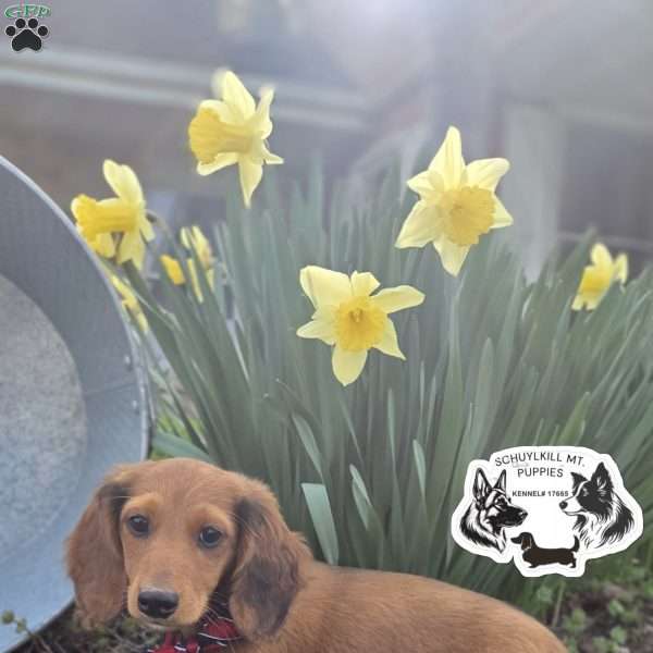 Mavis, Dachshund Puppy