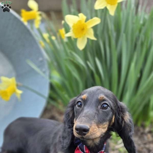 Marvin, Dachshund Puppy