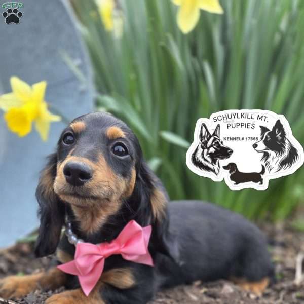 Mabel, Dachshund Puppy