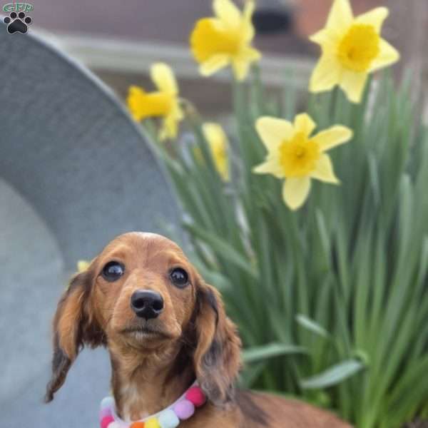 Fay, Dachshund Puppy
