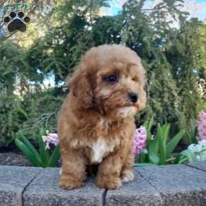 Bradley, Forever Puppy