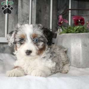 Vivian, Mini Aussiedoodle Puppy
