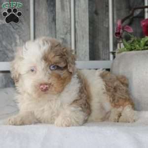 Victor, Mini Aussiedoodle Puppy
