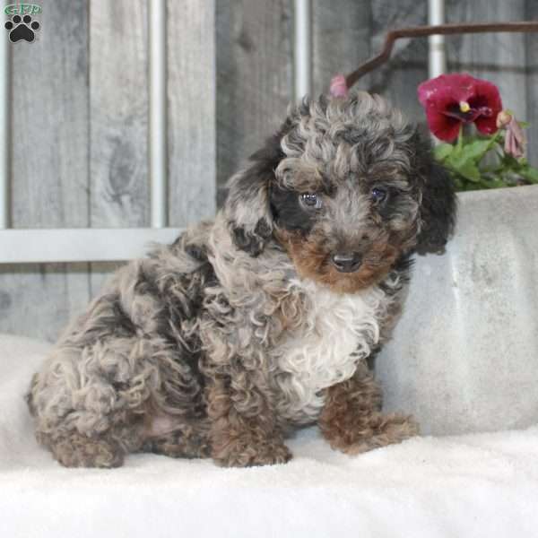 Vincent, Mini Aussiedoodle Puppy