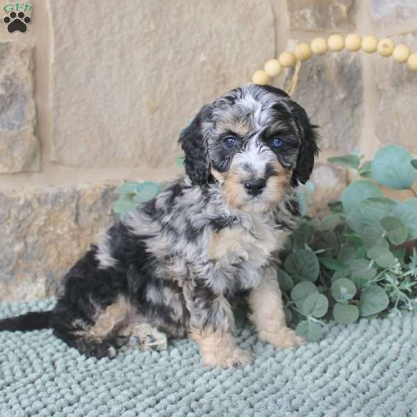 Joy, Mini Labradoodle Puppy