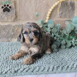 Jenny, Mini Labradoodle Puppy