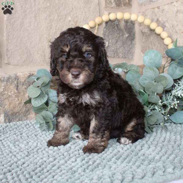 Joetta, Mini Labradoodle Puppy