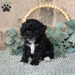 Jessie, Mini Labradoodle Puppy