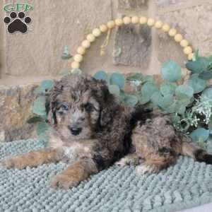 Jared, Mini Labradoodle Puppy