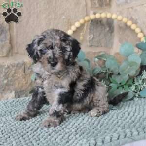 Jacob, Labradoodle Puppy
