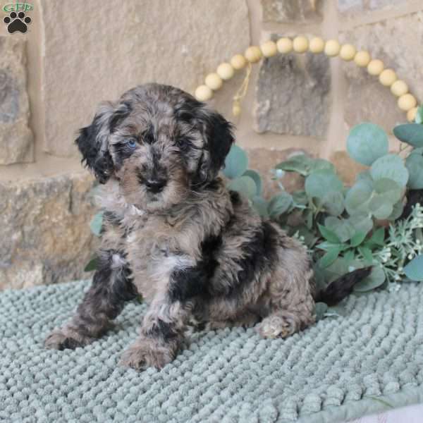 Jacob, Mini Labradoodle Puppy