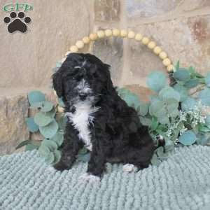 Jeff, Mini Labradoodle Puppy