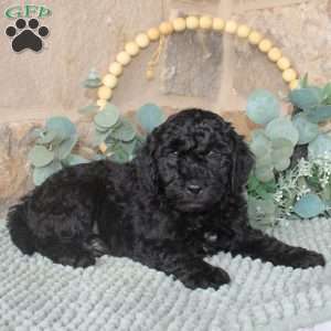 Jerry, Mini Labradoodle Puppy