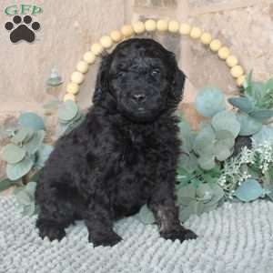 Jaxson, Mini Labradoodle Puppy