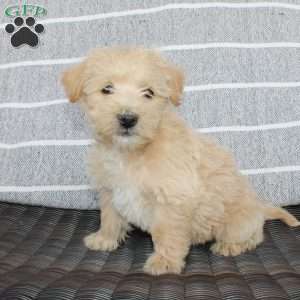 King, Westiepoo Puppy