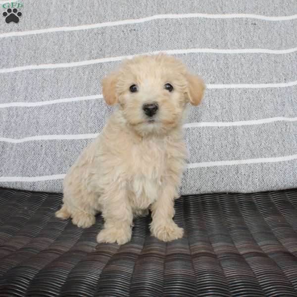 Katie, Westiepoo Puppy