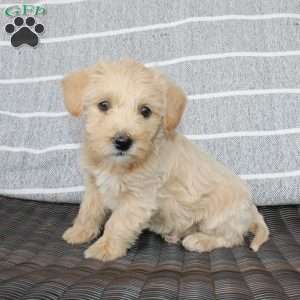 Betty, Westiepoo Puppy