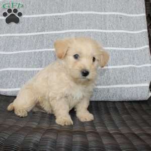 Boomer, Westiepoo Puppy